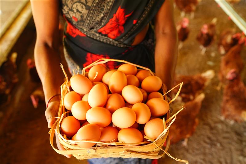 Fresh eggs basket